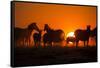 Plains Zebra, Makgadikgadi Pans National Park, Botswana-Paul Souders-Framed Stretched Canvas