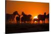 Plains Zebra, Makgadikgadi Pans National Park, Botswana-Paul Souders-Stretched Canvas