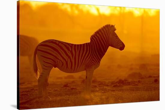 Plains Zebra, Makgadikgadi Pans National Park, Botswana-Paul Souders-Stretched Canvas