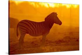 Plains Zebra, Makgadikgadi Pans National Park, Botswana-Paul Souders-Stretched Canvas