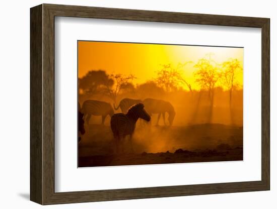 Plains Zebra, Makgadikgadi Pans National Park, Botswana-Paul Souders-Framed Photographic Print