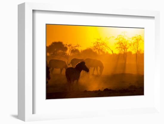 Plains Zebra, Makgadikgadi Pans National Park, Botswana-Paul Souders-Framed Photographic Print