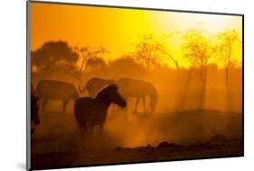 Plains Zebra, Makgadikgadi Pans National Park, Botswana-Paul Souders-Mounted Photographic Print