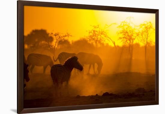 Plains Zebra, Makgadikgadi Pans National Park, Botswana-Paul Souders-Framed Photographic Print