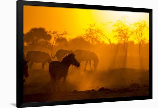 Plains Zebra, Makgadikgadi Pans National Park, Botswana-Paul Souders-Framed Photographic Print