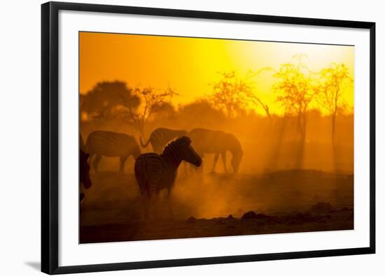 Plains Zebra, Makgadikgadi Pans National Park, Botswana-Paul Souders-Framed Photographic Print