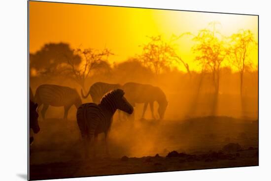 Plains Zebra, Makgadikgadi Pans National Park, Botswana-Paul Souders-Mounted Photographic Print