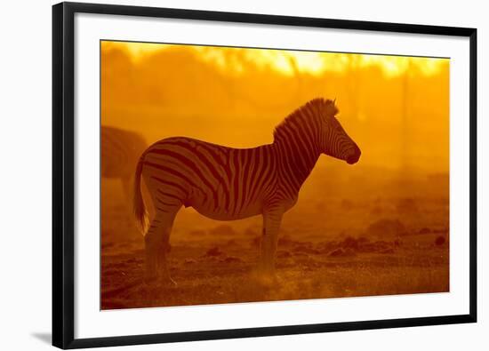 Plains Zebra, Makgadikgadi Pans National Park, Botswana-Paul Souders-Framed Photographic Print