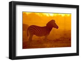 Plains Zebra, Makgadikgadi Pans National Park, Botswana-Paul Souders-Framed Photographic Print