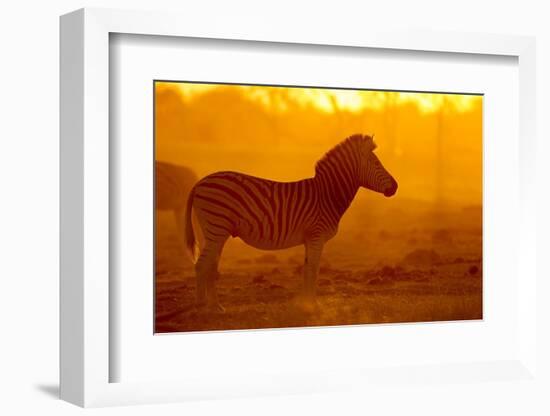 Plains Zebra, Makgadikgadi Pans National Park, Botswana-Paul Souders-Framed Photographic Print