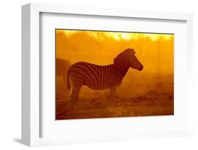 Plains Zebra, Makgadikgadi Pans National Park, Botswana-Paul Souders-Framed Photographic Print