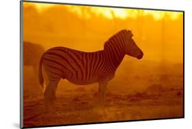 Plains Zebra, Makgadikgadi Pans National Park, Botswana-Paul Souders-Mounted Photographic Print
