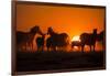 Plains Zebra, Makgadikgadi Pans National Park, Botswana-Paul Souders-Framed Photographic Print