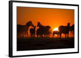 Plains Zebra, Makgadikgadi Pans National Park, Botswana-Paul Souders-Framed Photographic Print