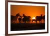 Plains Zebra, Makgadikgadi Pans National Park, Botswana-Paul Souders-Framed Photographic Print