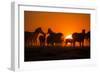 Plains Zebra, Makgadikgadi Pans National Park, Botswana-Paul Souders-Framed Photographic Print