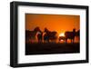 Plains Zebra, Makgadikgadi Pans National Park, Botswana-Paul Souders-Framed Photographic Print