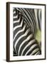 Plains Zebra Mane, Kruger National Park, South Africa-Paul Souders-Framed Photographic Print