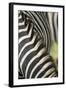 Plains Zebra Mane, Kruger National Park, South Africa-Paul Souders-Framed Photographic Print