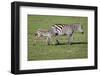 Plains zebra mare and colt walking across the Masai Mara. Kenya.-Larry Richardson-Framed Photographic Print