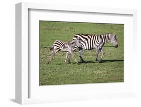 Plains zebra mare and colt walking across the Masai Mara. Kenya.-Larry Richardson-Framed Photographic Print