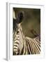 Plains Zebra, Moremi Game Reserve, Botswana-Paul Souders-Framed Photographic Print