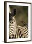 Plains Zebra, Moremi Game Reserve, Botswana-Paul Souders-Framed Photographic Print