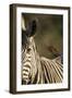 Plains Zebra, Moremi Game Reserve, Botswana-Paul Souders-Framed Photographic Print