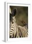 Plains Zebra, Moremi Game Reserve, Botswana-Paul Souders-Framed Photographic Print