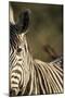 Plains Zebra, Moremi Game Reserve, Botswana-Paul Souders-Mounted Photographic Print