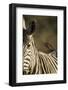 Plains Zebra, Moremi Game Reserve, Botswana-Paul Souders-Framed Photographic Print