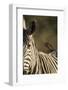 Plains Zebra, Moremi Game Reserve, Botswana-Paul Souders-Framed Photographic Print