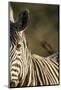 Plains Zebra, Moremi Game Reserve, Botswana-Paul Souders-Mounted Photographic Print