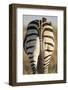 Plains Zebra, Moremi Game Reserve, Botswana-Paul Souders-Framed Photographic Print