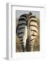 Plains Zebra, Moremi Game Reserve, Botswana-Paul Souders-Framed Photographic Print