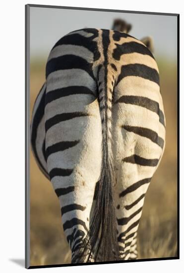 Plains Zebra, Moremi Game Reserve, Botswana-Paul Souders-Mounted Photographic Print