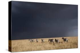 Plains Zebra-null-Stretched Canvas