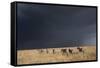 Plains Zebra-null-Framed Stretched Canvas