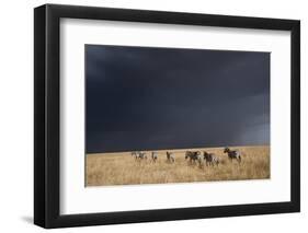 Plains Zebra-null-Framed Photographic Print