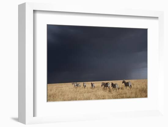 Plains Zebra-null-Framed Photographic Print