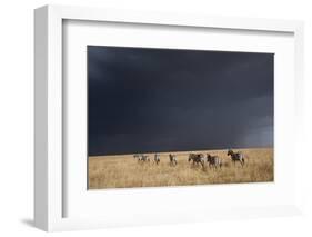 Plains Zebra-null-Framed Photographic Print