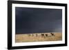 Plains Zebra-null-Framed Photographic Print