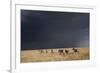 Plains Zebra-null-Framed Photographic Print