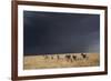 Plains Zebra-null-Framed Photographic Print