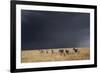 Plains Zebra-null-Framed Photographic Print