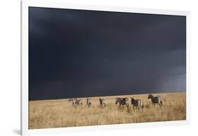 Plains Zebra-null-Framed Photographic Print