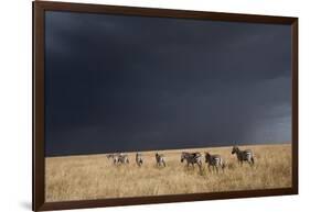 Plains Zebra-null-Framed Photographic Print