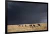 Plains Zebra-null-Framed Photographic Print