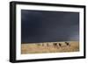 Plains Zebra-null-Framed Photographic Print