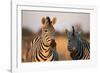 Plains Zebras at Sunset, Moremi Game Reserve, Botswana-Paul Souders-Framed Photographic Print